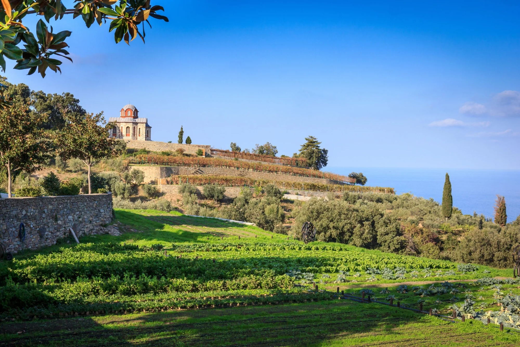 Terraced monastic gardens and vines overlooking the Aegean Sea