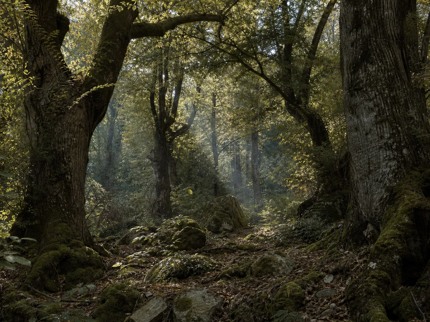 Chestnut and oak woodland in the interior of Mount Athos