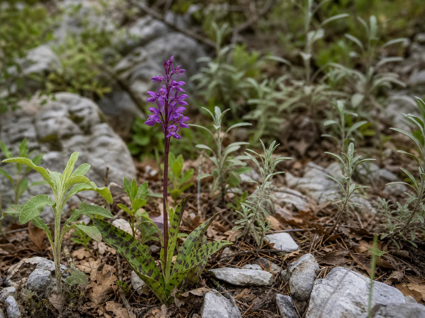 Wild orchid and native herbs growing among Mount Athos stones