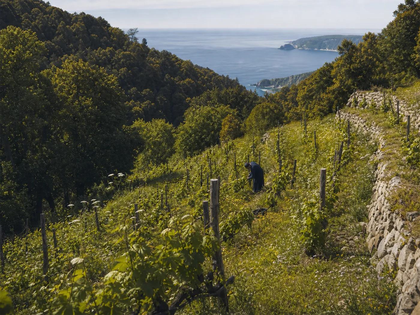 A small vineyard clearing tended by hand between forest and the Aegean