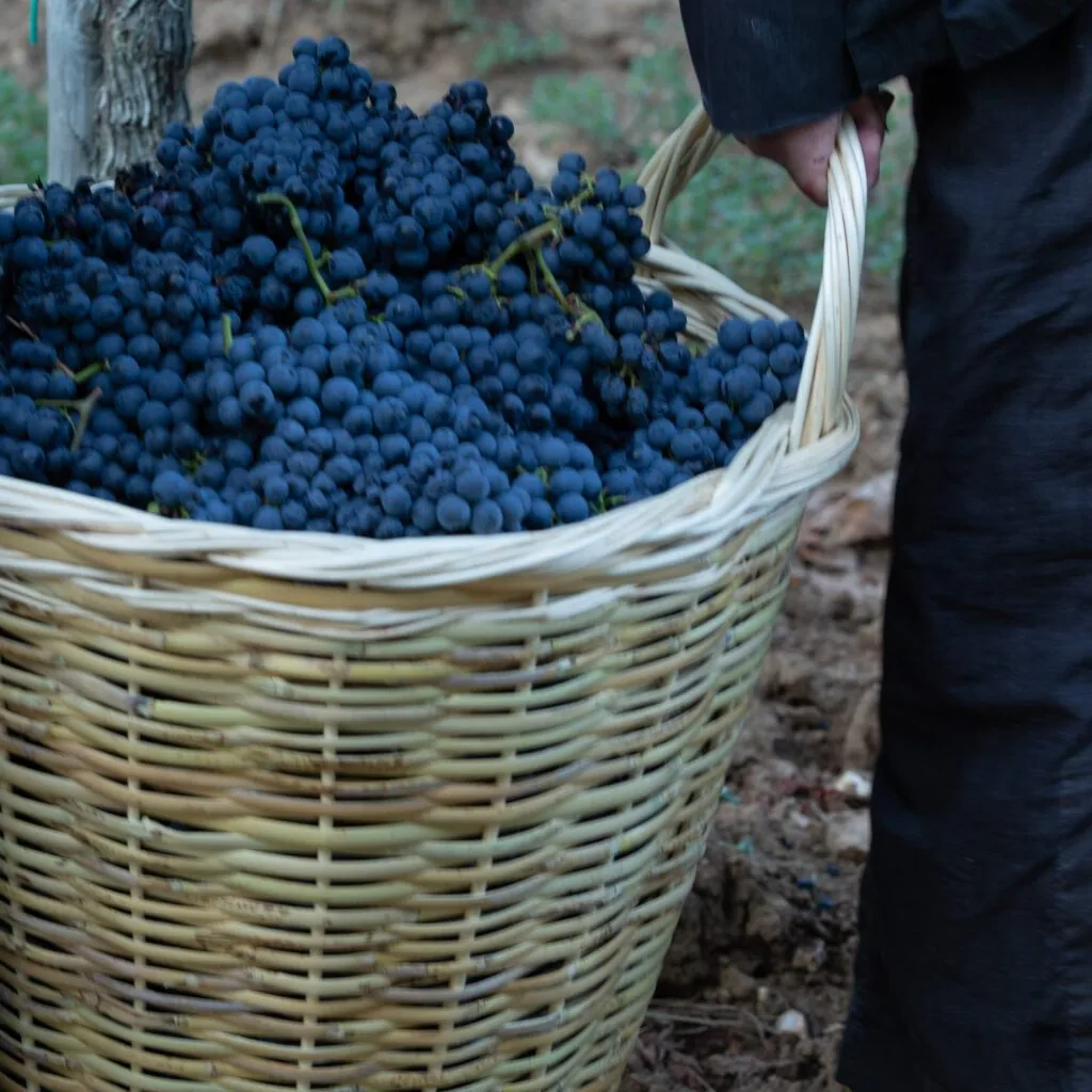 Hand-carried basket filled with harvested grapes