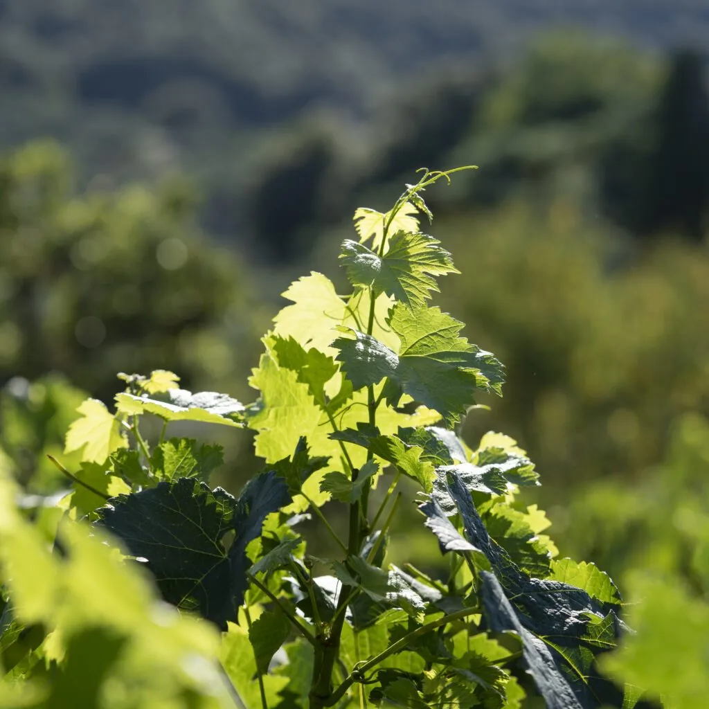 Sunlit vine canopy in the PGI Mount Athos area