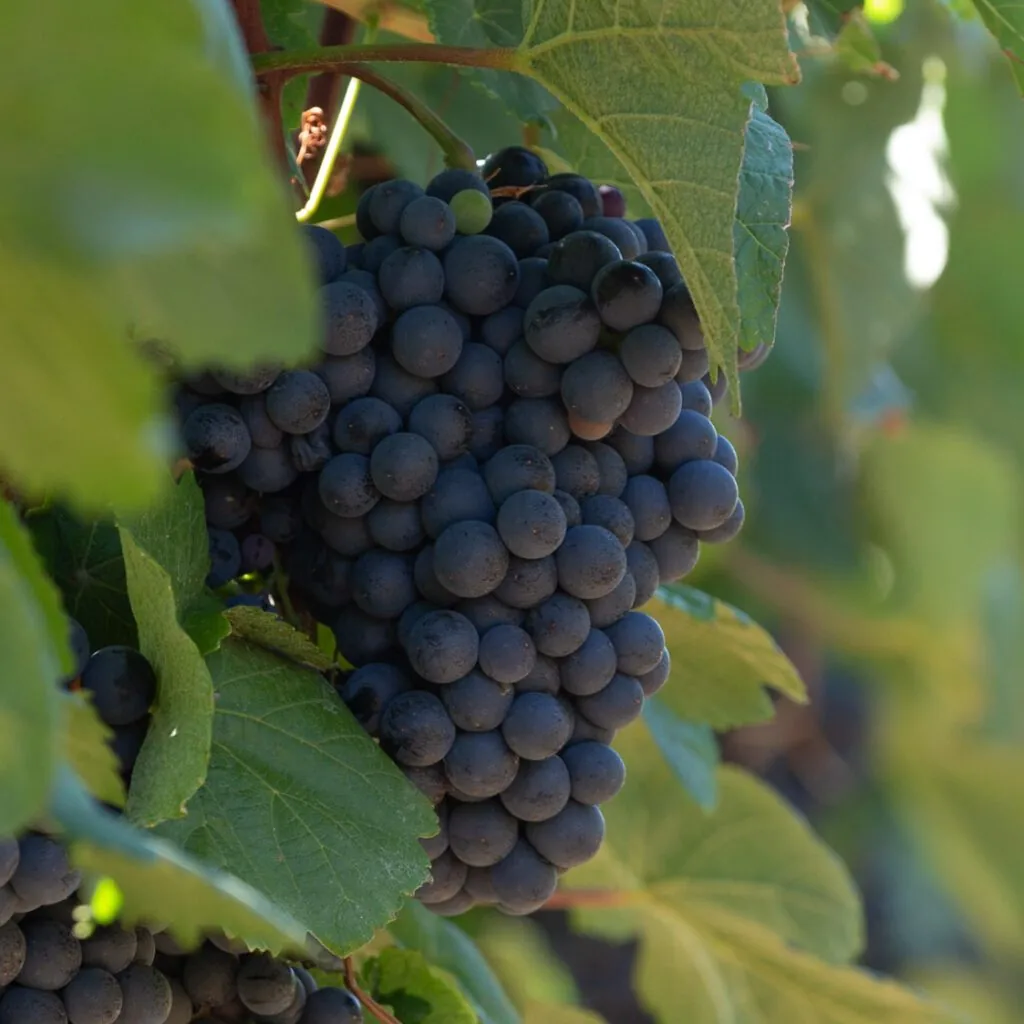 Ripe red grapes on a Mount Athos vine