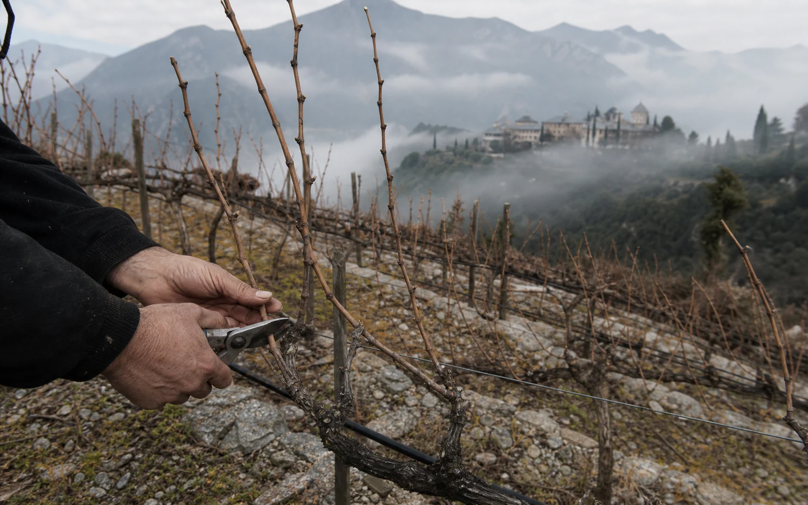Hands pruning a dormant Mount Athos vine in winter