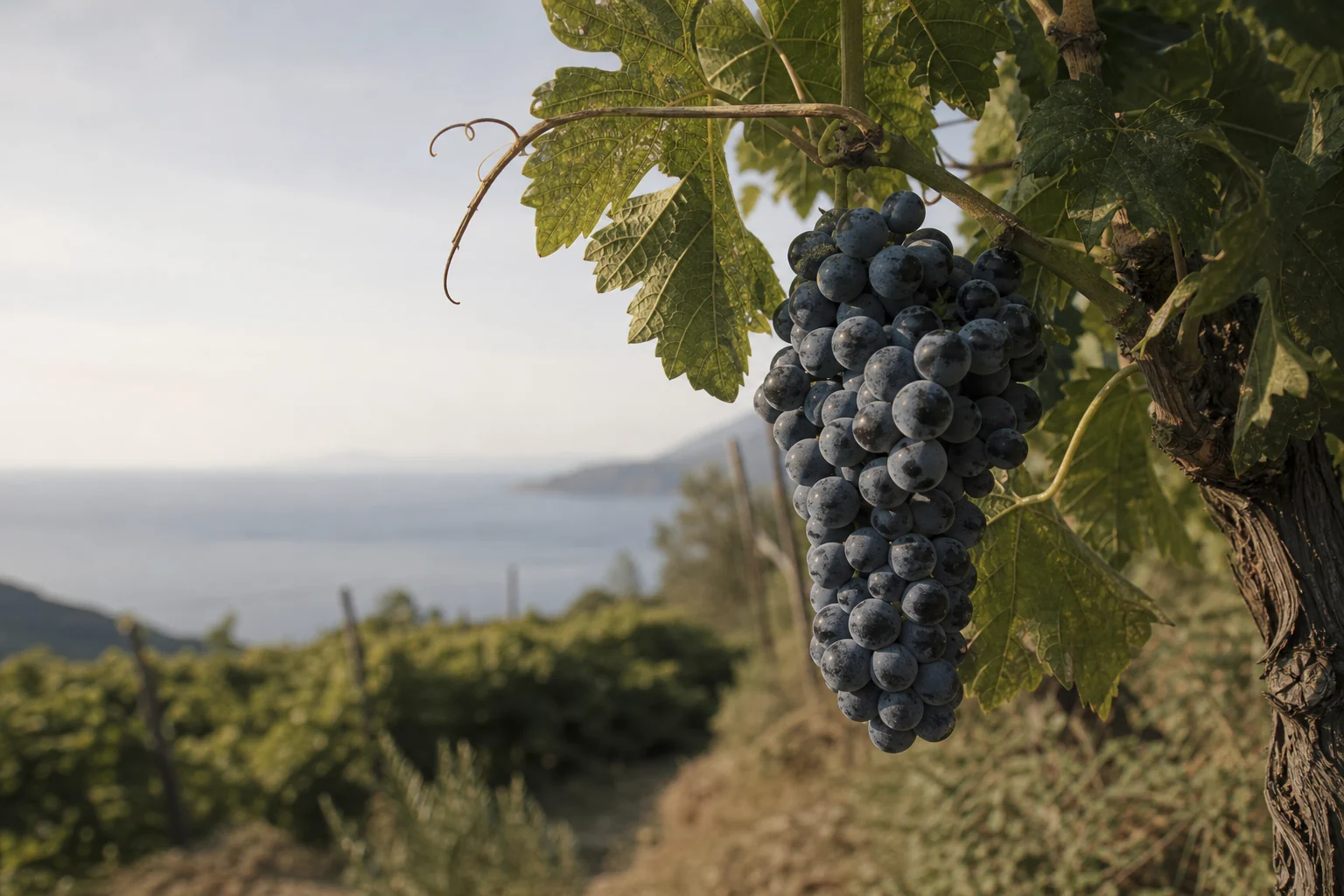 Ripe Limnio grape cluster on a vine