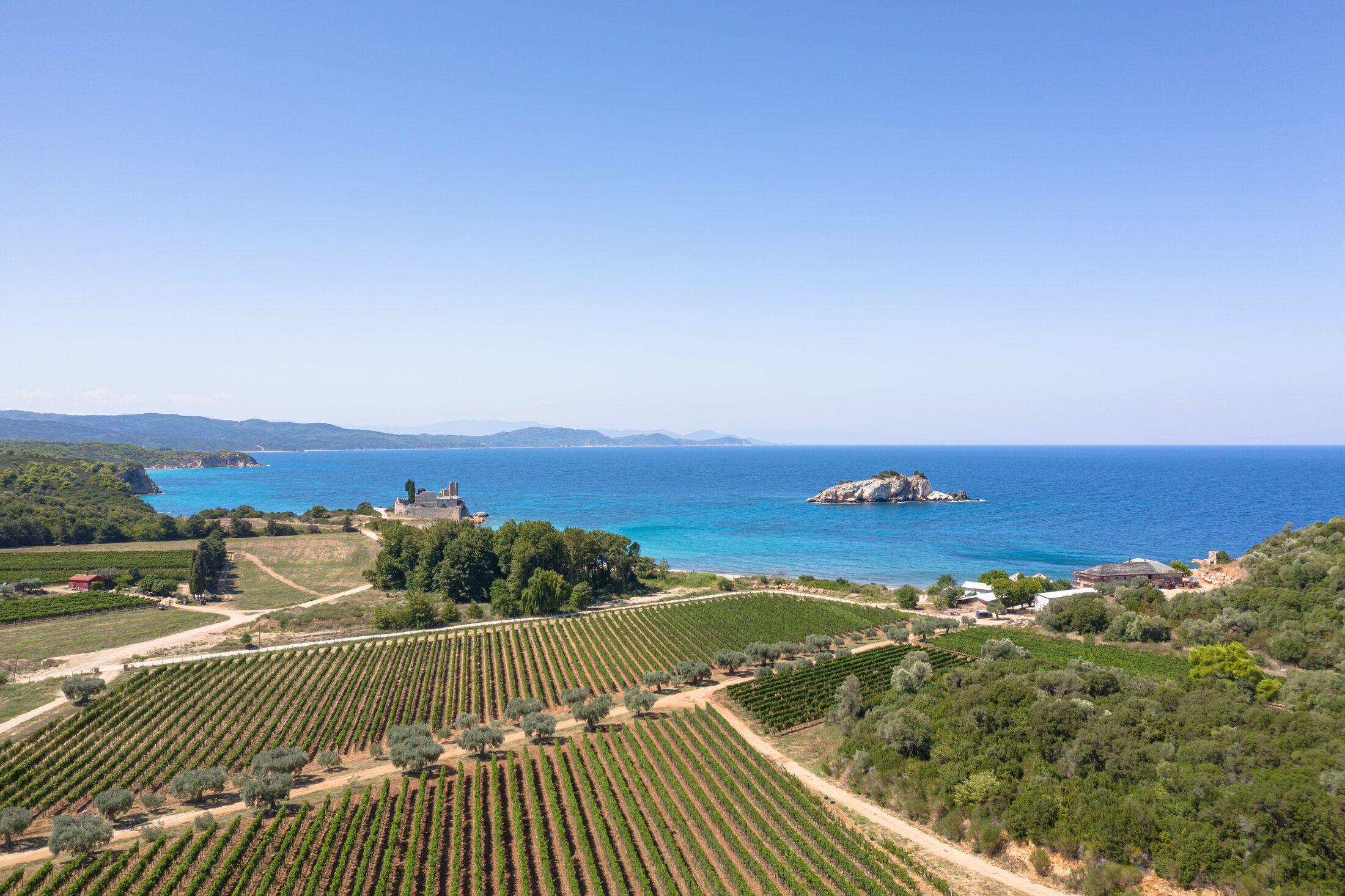 Vineyards meeting the Aegean coast near Mount Athos