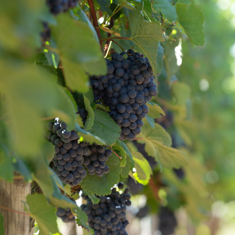 190828_MG_3331_y2160