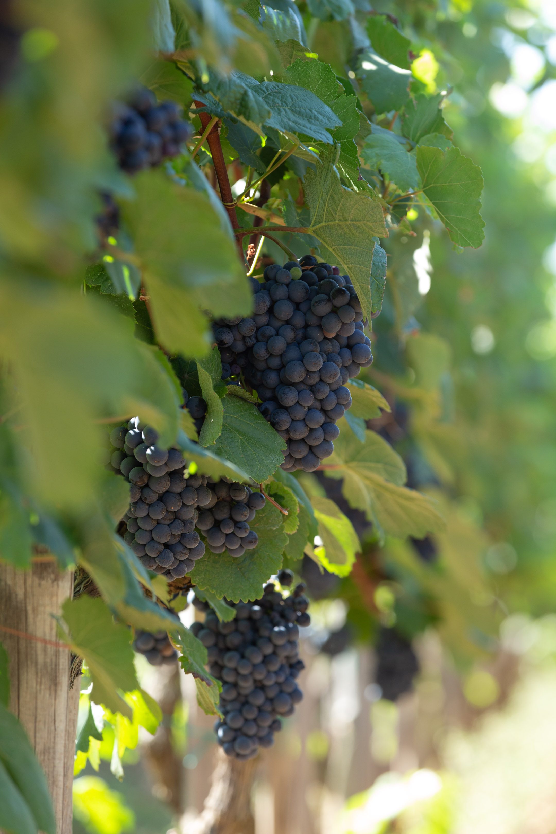 Dark wine grapes ripening on the vine