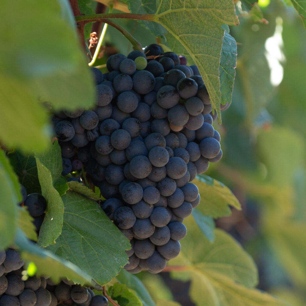 190828_MG_3331_y2160(1)(1)