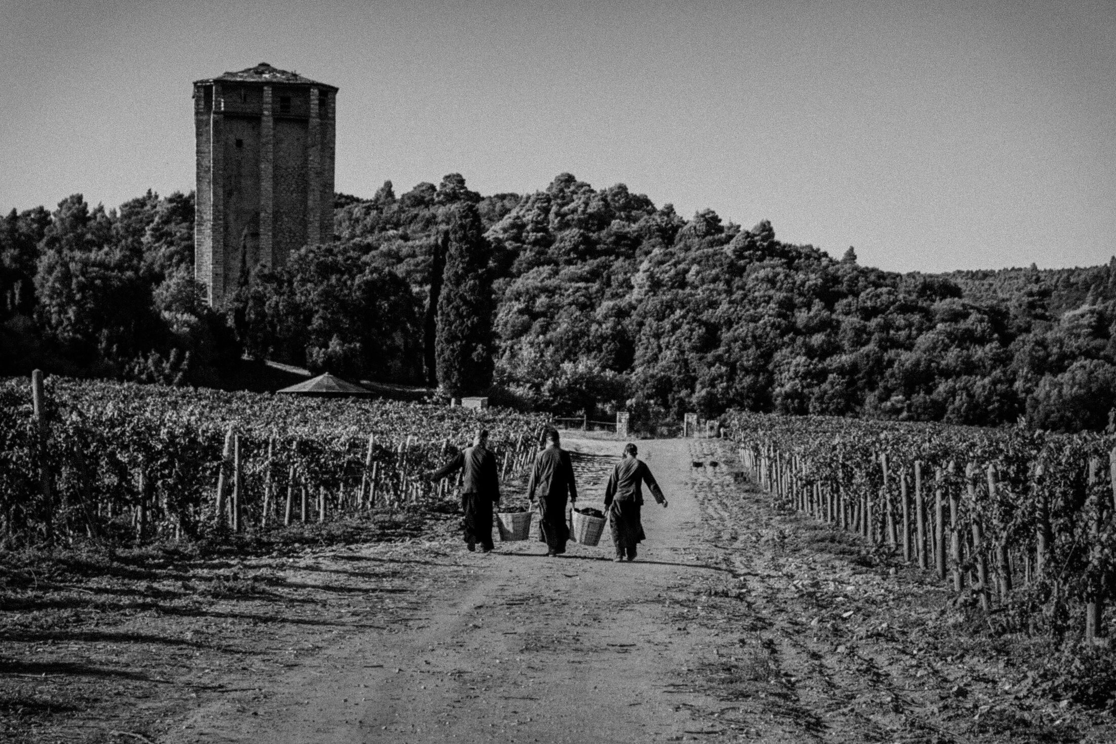Vineyard cultivation within the monastic landscape of Mount Athos